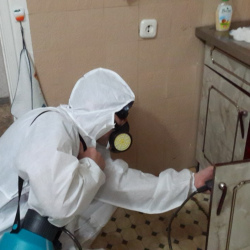 Дезинфекция от муравьев в квартире в Солнечногорске